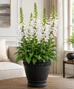 White Foxglove Live Plant, Digitalis Purpurea 'Alba', 2-4 Inch Tall, 3 Inch Pot, Outdoor Perennial - Image 1