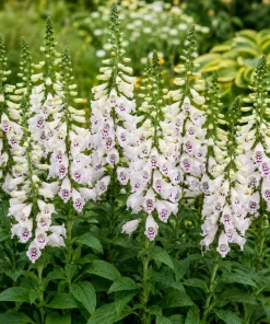 White Foxglove Live Plant Set - Hardy Perennial Summer Flowers, 2-4