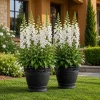 White Foxglove Live Plant Set - Hardy Perennial Summer Flowers, 2-4" Tall, 3" Pot - Image 1