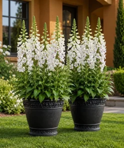 White Foxglove Live Plant Set - Hardy Perennial Summer Flowers, 2-4