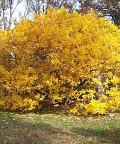 White Fringe Tree Live Plant - Chionanthus virginicus - 1 Quart Pot - Outdoor - Image 2