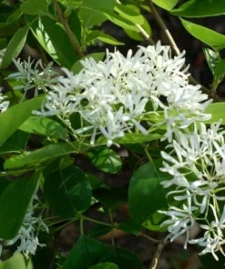 White Fringe Tree Live Plant - Chionanthus virginicus - 1 Quart Pot - Outdoor - Image 3