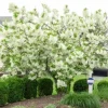 White Fringe Tree Live Plant - Chionanthus virginicus - 1 Quart Pot - Outdoor - Image 1