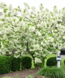 White Fringe Tree Live Plant - Chionanthus virginicus - 1 Quart Pot - Outdoor - Image 1