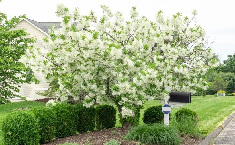 White Fringe Tree Live Plant - Chionanthus virginicus - 1 Quart Pot - Outdoor - Image 1