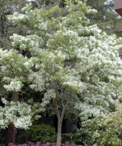 White Fringe Tree Live Plant - Chionanthus virginicus - 1 Quart Pot - Outdoor - Image 5
