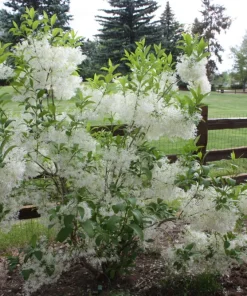 White Fringe Tree Live Plant - Chionanthus virginicus - 1 Quart Pot - Outdoor - Image 6