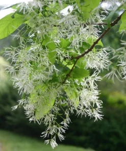 White Fringe Tree Live Plant - Chionanthus virginicus - 1 Quart Pot - Outdoor - Image 7