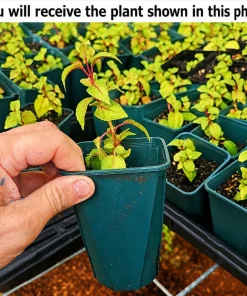 White Fuchsia Live Plant – 4-6 inch Tall, 5 Inch Pot – Outdoor Flowering - Image 2