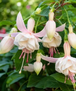 White Fuchsia Live Plant – 4-6 inch Tall, 5 Inch Pot – Outdoor Flowering - Image 3