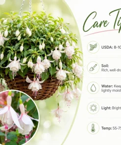 White Fuchsia Live Plant – 4-6 inch Tall, 5 Inch Pot – Outdoor Flowering - Image 4