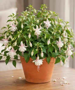 White Fuchsia Live Plant – 4-6 inch Tall, 5 Inch Pot – Outdoor Flowering - Image 1