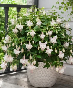 White Fuchsia Live Plant – White & Purple Flowers – 4-6 Inch Tall in 5 Inch Pot – Indoor/Outdoor - Image 4