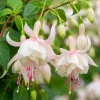 White Fuchsia Live Plant – White & Purple Flowers – 4-6 Inch Tall in 5 Inch Pot – Indoor/Outdoor - Image 1
