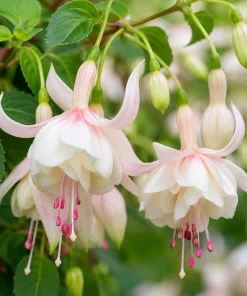 White Fuchsia Live Plant – White & Purple Flowers – 4-6 Inch Tall in 5 Inch Pot – Indoor/Outdoor - Image 1