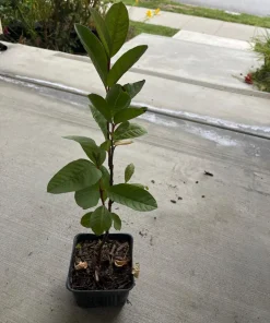 White Guava Tree Live Plant - Mexican Cream Type, 4'' Pot, 12-14