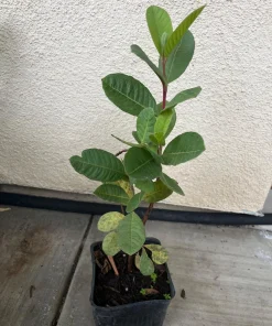 White Guava Tree Live Plant - Mexican Cream Type, 4'' Pot, 12-14