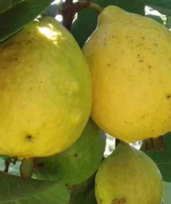 White Guava Tree Live Plant - Mexican Cream Type, 4'' Pot, 12-14