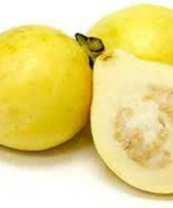 White Guava Tree Live Plant - Mexican Cream Type, 4'' Pot, 12-14