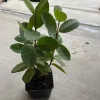 White Guava Tree Live Plant - Mexican Cream Type, 4'' Pot, 12-14" Tall - Image 1