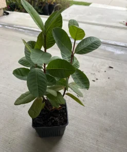 White Guava Tree Live Plant - Mexican Cream Type, 4'' Pot, 12-14