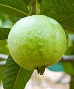White Guava Tree Live Plant, Sweet Tropical Fruit, 8-10 Inch Tall in 4 Inch Pot - Image 2