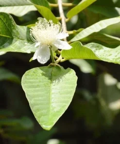 White Guava Tree Live Plant, Sweet Tropical Fruit, 8-10 Inch Tall in 4 Inch Pot - Image 3