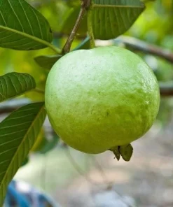 White Guava Tree Live Plant, Sweet Tropical Fruit, 8-10 Inch Tall in 4 Inch Pot - Image 4