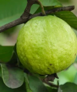 White Guava Tree Live Plant, Sweet Tropical Fruit, 8-10 Inch Tall in 4 Inch Pot - Image 5