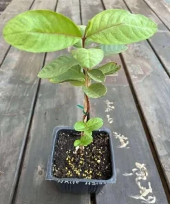 White Guava Tree Live Plant, Sweet Tropical Fruit, 8-10 Inch Tall in 4 Inch Pot - Image 6