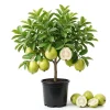 White Guava Tree Live Plant, Sweet Tropical Fruit, 8-10 Inch Tall in 4 Inch Pot - Image 1