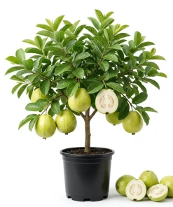 White Guava Tree Live Plant, Sweet Tropical Fruit, 8-10 Inch Tall in 4 Inch Pot - Image 1
