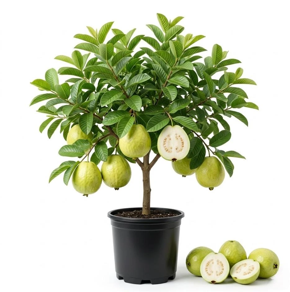 White Guava Tree Live Plant, Sweet Tropical Fruit, 8-10 Inch Tall in 4 Inch Pot - Image 1