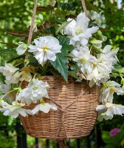 White Hanging Begonia Bulbs - 2 Pack - 5/6 cm - Double Flowers for Baskets - Image 1