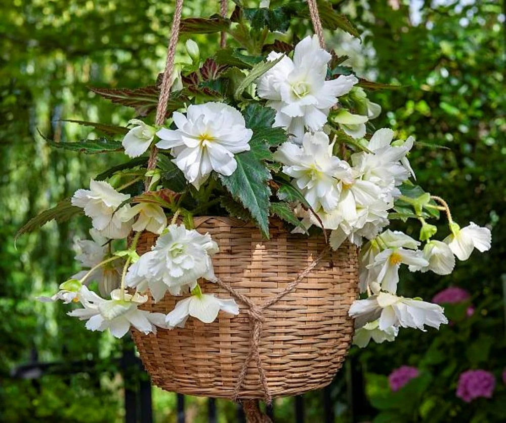 White Hanging Begonia Bulbs - 2 Pack - 5/6 cm - Double Flowers for Baskets - Image 1