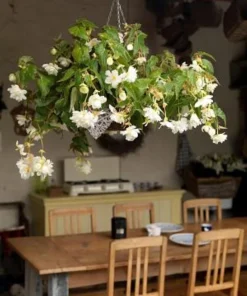 White Hanging Begonia Bulbs - 2 Pack - 5/6 cm - Double Flowers for Baskets - Image 2