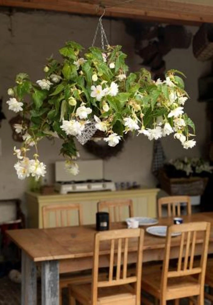 White Hanging Begonia Bulbs - 2 Pack - 5/6 cm - Double Flowers for Baskets - Image 2