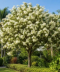 White Hong Kong Orchid Live Tree - Tropical Flowering Plant - 4-6 Inch Tall - Image 3