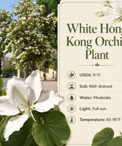 White Hong Kong Orchid Live Tree - Tropical Flowering Plant - 4-6 Inch Tall - Image 4