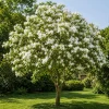 White Hong Kong Orchid Live Tree - Tropical Flowering Plant - 4-6 Inch Tall - Image 1