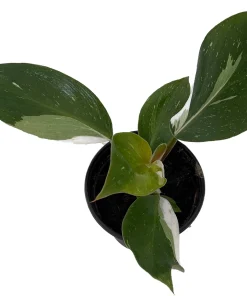 White Knight Philodendron Live Plant – 4