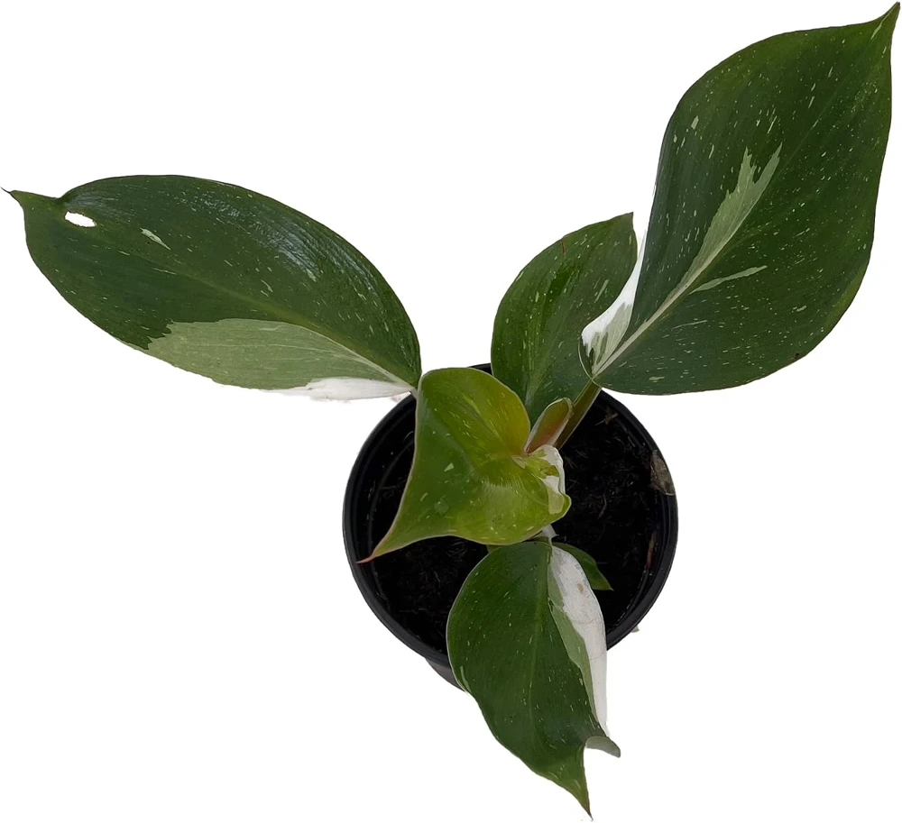 White Knight Philodendron Live Plant – 4" Pot – Indoor – Collector's Series - Image 2