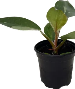 White Knight Philodendron Live Plant – 4