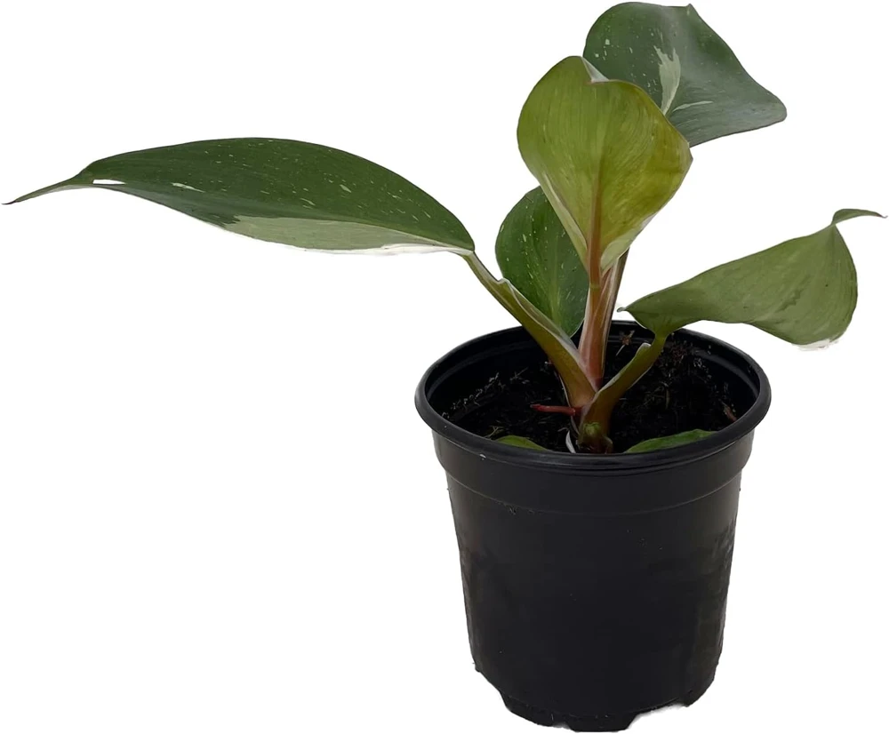 White Knight Philodendron Live Plant – 4" Pot – Indoor – Collector's Series - Image 3