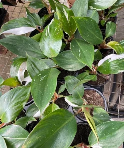 White Knight Philodendron Live Plant – 4
