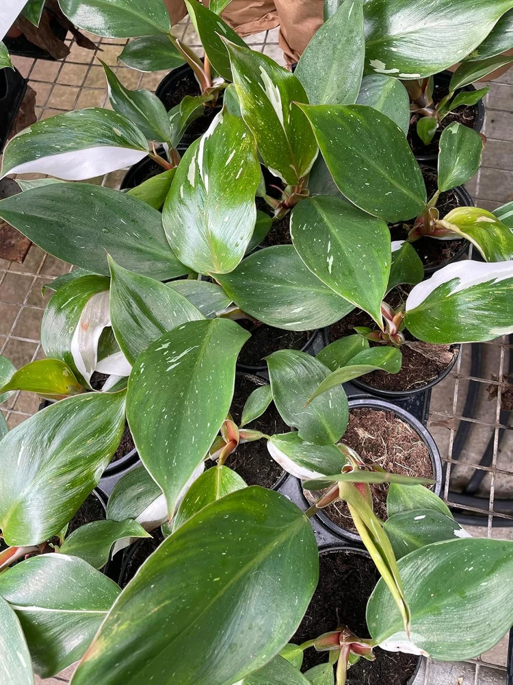 White Knight Philodendron Live Plant – 4" Pot – Indoor – Collector's Series - Image 4