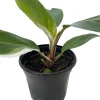 White Knight Philodendron Live Plant – 4" Pot – Indoor – Collector's Series - Image 1