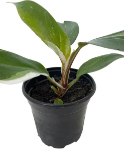 White Knight Philodendron Live Plant – 4