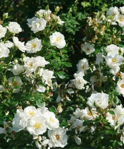White Landscape Rose Live Plant - Easy Care Perennial - 4 inch Pot - Image 2