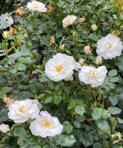 White Landscape Rose Live Plant - Easy Care Perennial - 4 inch Pot - Image 3